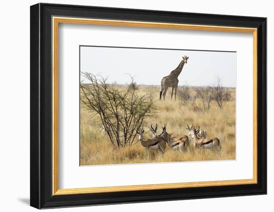 Namibia, Etosha National Park. Giraffe and Springboks-Wendy Kaveney-Framed Photographic Print