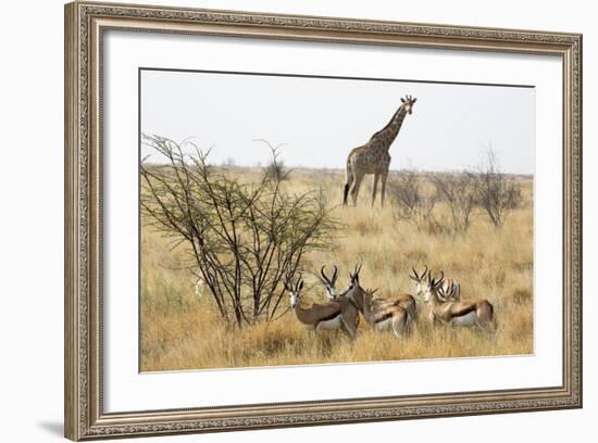 Namibia, Etosha National Park. Giraffe and Springboks-Wendy Kaveney-Framed Photographic Print