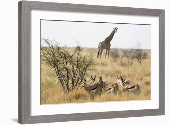 Namibia, Etosha National Park. Giraffe and Springboks-Wendy Kaveney-Framed Photographic Print