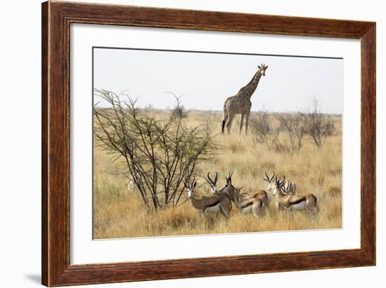 Namibia, Etosha National Park. Giraffe and Springboks-Wendy Kaveney-Framed Photographic Print