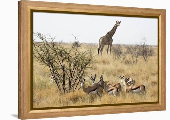 Namibia, Etosha National Park. Giraffe and Springboks-Wendy Kaveney-Framed Premier Image Canvas