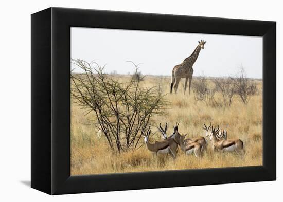 Namibia, Etosha National Park. Giraffe and Springboks-Wendy Kaveney-Framed Premier Image Canvas