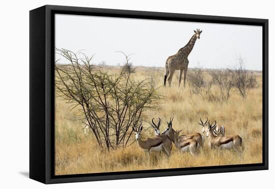 Namibia, Etosha National Park. Giraffe and Springboks-Wendy Kaveney-Framed Premier Image Canvas