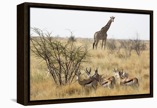 Namibia, Etosha National Park. Giraffe and Springboks-Wendy Kaveney-Framed Premier Image Canvas