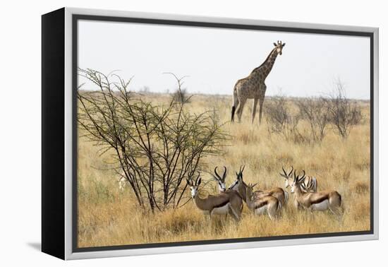 Namibia, Etosha National Park. Giraffe and Springboks-Wendy Kaveney-Framed Premier Image Canvas