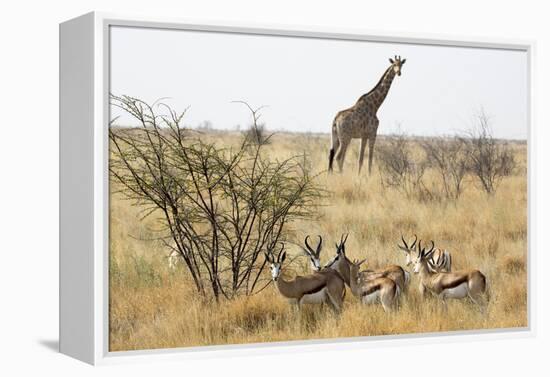 Namibia, Etosha National Park. Giraffe and Springboks-Wendy Kaveney-Framed Premier Image Canvas