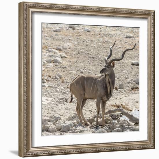 Namibia, Etosha National Park. Male Kudu-Wendy Kaveney-Framed Photographic Print