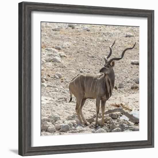 Namibia, Etosha National Park. Male Kudu-Wendy Kaveney-Framed Photographic Print