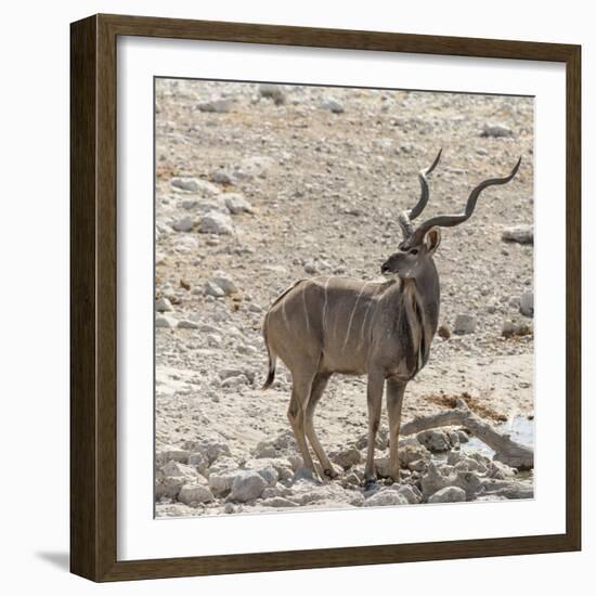 Namibia, Etosha National Park. Male Kudu-Wendy Kaveney-Framed Photographic Print