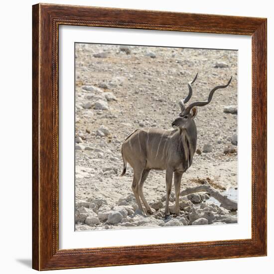 Namibia, Etosha National Park. Male Kudu-Wendy Kaveney-Framed Photographic Print