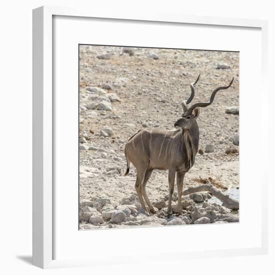Namibia, Etosha National Park. Male Kudu-Wendy Kaveney-Framed Photographic Print