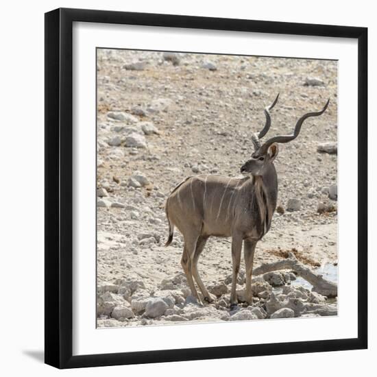 Namibia, Etosha National Park. Male Kudu-Wendy Kaveney-Framed Photographic Print