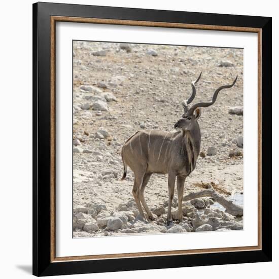 Namibia, Etosha National Park. Male Kudu-Wendy Kaveney-Framed Photographic Print