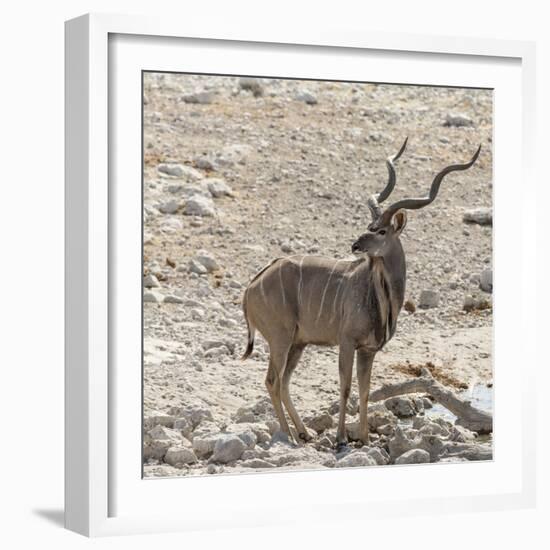 Namibia, Etosha National Park. Male Kudu-Wendy Kaveney-Framed Photographic Print