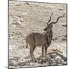 Namibia, Etosha National Park. Male Kudu-Wendy Kaveney-Mounted Photographic Print