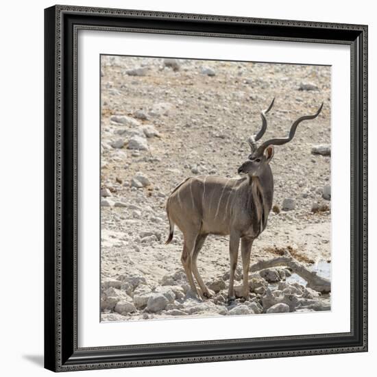 Namibia, Etosha National Park. Male Kudu-Wendy Kaveney-Framed Photographic Print