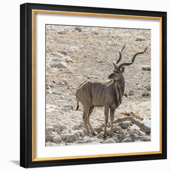 Namibia, Etosha National Park. Male Kudu-Wendy Kaveney-Framed Photographic Print