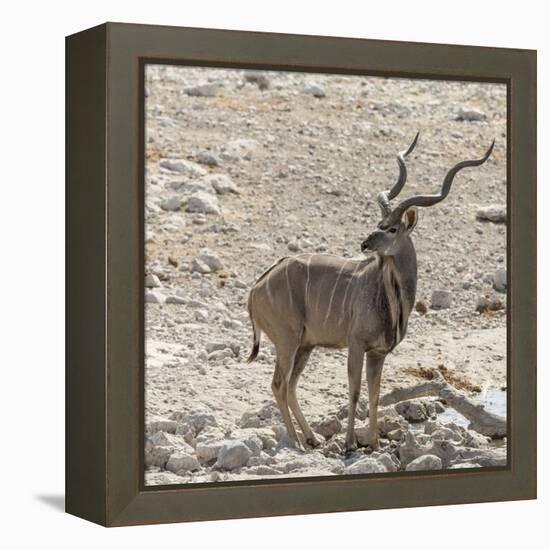 Namibia, Etosha National Park. Male Kudu-Wendy Kaveney-Framed Premier Image Canvas