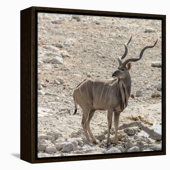 Namibia, Etosha National Park. Male Kudu-Wendy Kaveney-Framed Premier Image Canvas