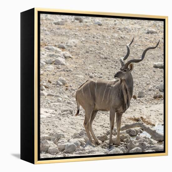 Namibia, Etosha National Park. Male Kudu-Wendy Kaveney-Framed Premier Image Canvas