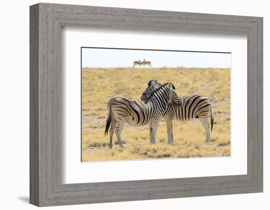 Namibia, Etosha National Park. Necking zebras with springboks.-Jaynes Gallery-Framed Photographic Print
