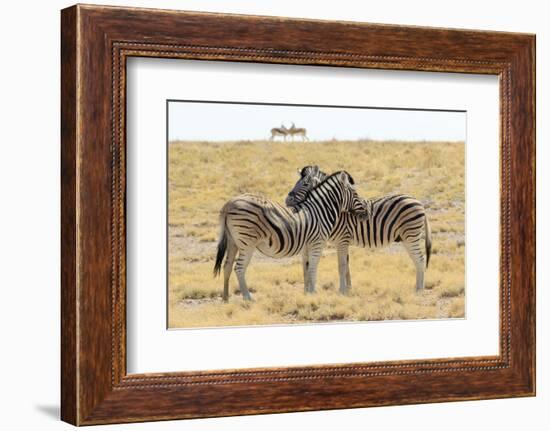 Namibia, Etosha National Park. Necking zebras with springboks.-Jaynes Gallery-Framed Photographic Print