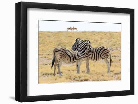 Namibia, Etosha National Park. Necking zebras with springboks.-Jaynes Gallery-Framed Photographic Print