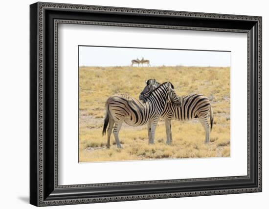 Namibia, Etosha National Park. Necking zebras with springboks.-Jaynes Gallery-Framed Photographic Print