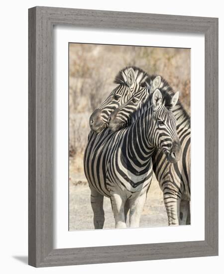 Namibia, Etosha National Park. Necking zebras.-Jaynes Gallery-Framed Photographic Print