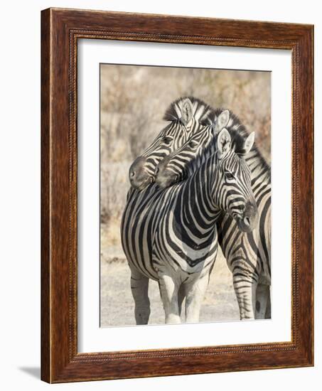 Namibia, Etosha National Park. Necking zebras.-Jaynes Gallery-Framed Photographic Print