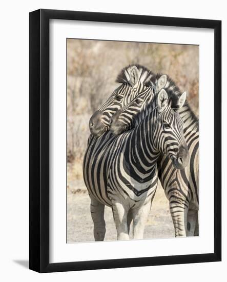 Namibia, Etosha National Park. Necking zebras.-Jaynes Gallery-Framed Photographic Print