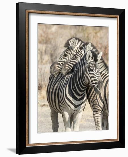 Namibia, Etosha National Park. Necking zebras.-Jaynes Gallery-Framed Photographic Print