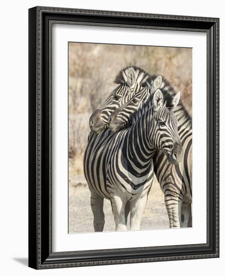 Namibia, Etosha National Park. Necking zebras.-Jaynes Gallery-Framed Photographic Print