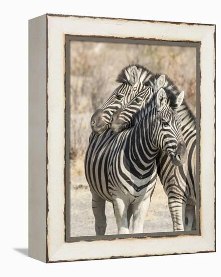 Namibia, Etosha National Park. Necking zebras.-Jaynes Gallery-Framed Premier Image Canvas