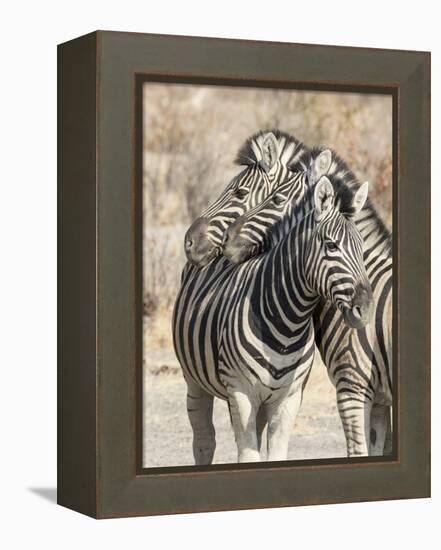 Namibia, Etosha National Park. Necking zebras.-Jaynes Gallery-Framed Premier Image Canvas