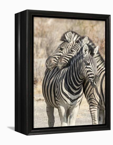 Namibia, Etosha National Park. Necking zebras.-Jaynes Gallery-Framed Premier Image Canvas