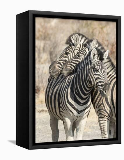 Namibia, Etosha National Park. Necking zebras.-Jaynes Gallery-Framed Premier Image Canvas