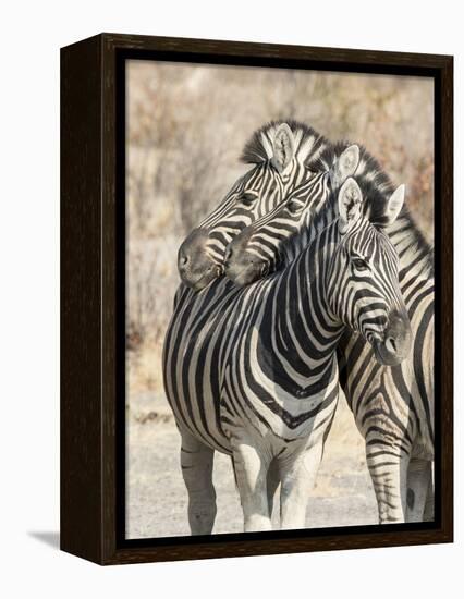 Namibia, Etosha National Park. Necking zebras.-Jaynes Gallery-Framed Premier Image Canvas