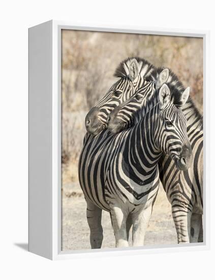 Namibia, Etosha National Park. Necking zebras.-Jaynes Gallery-Framed Premier Image Canvas