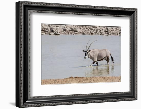 Namibia, Etosha National Park. Oryx Wading in Waterhole-Wendy Kaveney-Framed Photographic Print