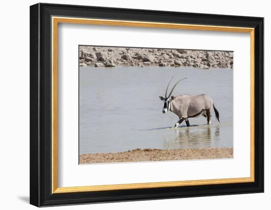 Namibia, Etosha National Park. Oryx Wading in Waterhole-Wendy Kaveney-Framed Photographic Print