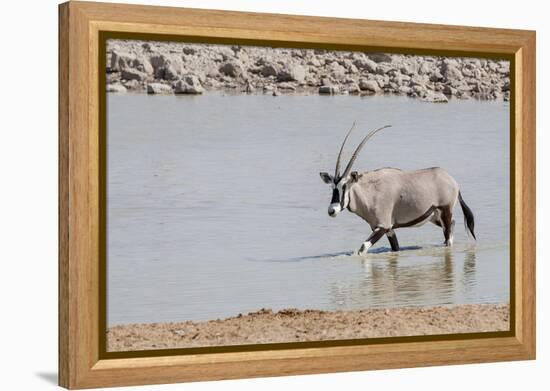 Namibia, Etosha National Park. Oryx Wading in Waterhole-Wendy Kaveney-Framed Premier Image Canvas