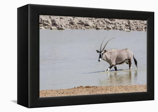 Namibia, Etosha National Park. Oryx Wading in Waterhole-Wendy Kaveney-Framed Premier Image Canvas