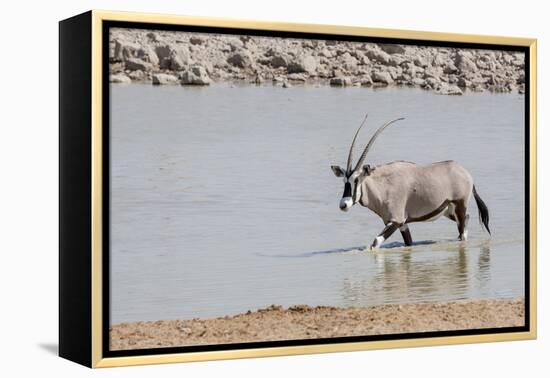 Namibia, Etosha National Park. Oryx Wading in Waterhole-Wendy Kaveney-Framed Premier Image Canvas