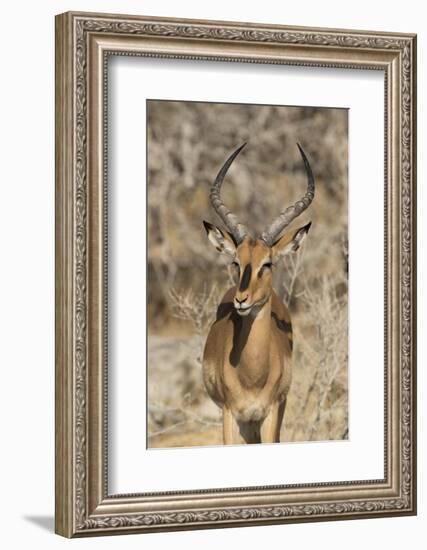 Namibia, Etosha National Park. Portrait of black-faced impala chewing its cud.-Jaynes Gallery-Framed Photographic Print