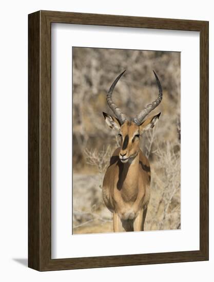 Namibia, Etosha National Park. Portrait of black-faced impala chewing its cud.-Jaynes Gallery-Framed Photographic Print