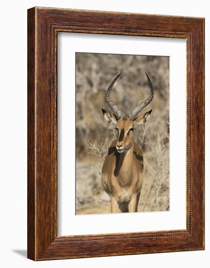 Namibia, Etosha National Park. Portrait of black-faced impala chewing its cud.-Jaynes Gallery-Framed Photographic Print