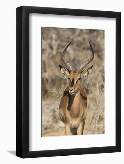 Namibia, Etosha National Park. Portrait of black-faced impala chewing its cud.-Jaynes Gallery-Framed Photographic Print