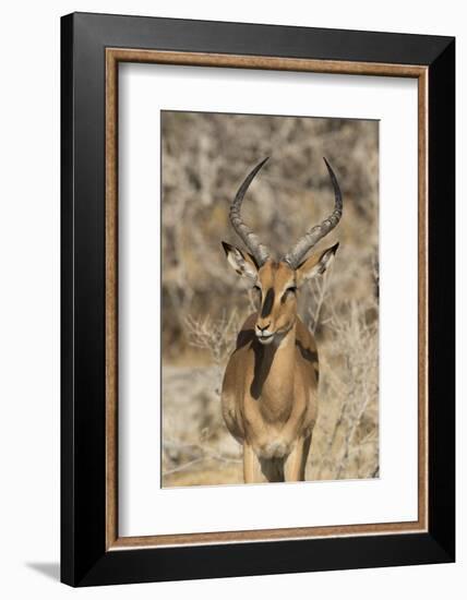 Namibia, Etosha National Park. Portrait of black-faced impala chewing its cud.-Jaynes Gallery-Framed Photographic Print