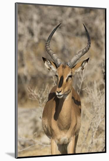 Namibia, Etosha National Park. Portrait of black-faced impala chewing its cud.-Jaynes Gallery-Mounted Photographic Print